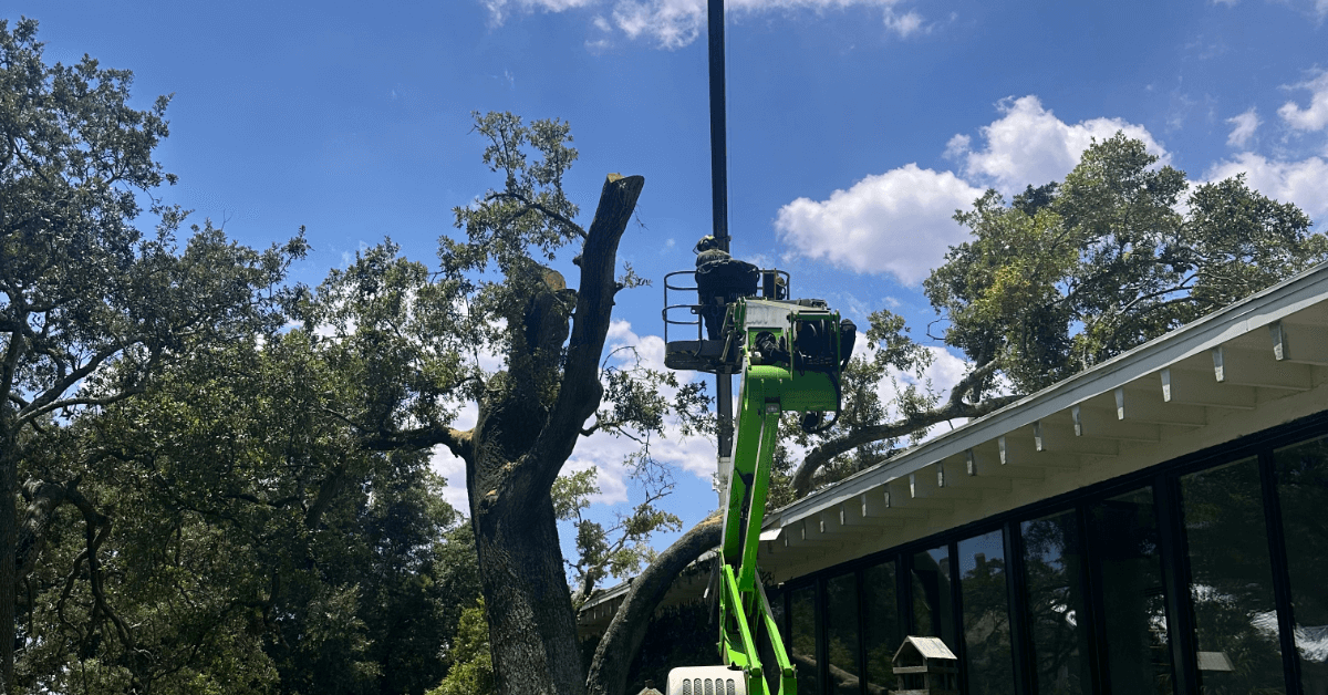 How to Prep Trees For Hurricane Season in Northwest Florida