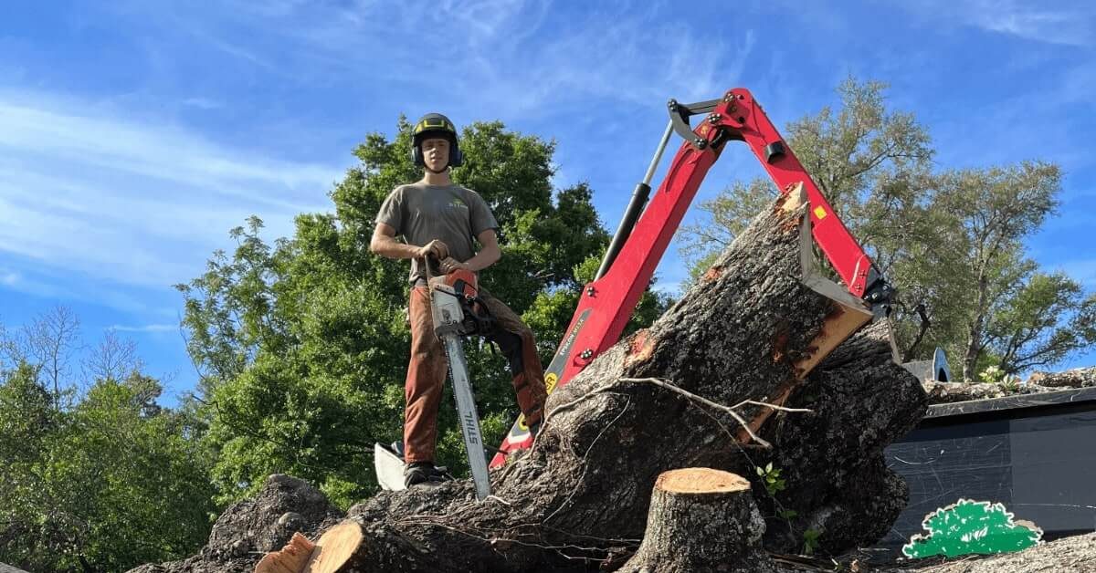 Tree Removal Pace, FL | Fast & Safe Service