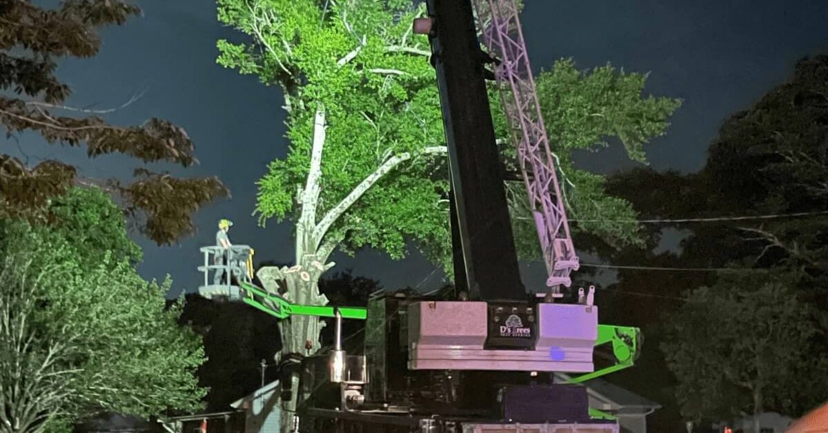 Emergency Tree Service Pace, FL | 24/7 Fast Response