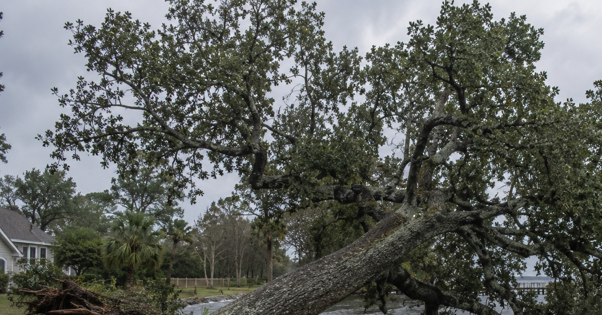 A large oak tree leaning after a week of heavy rain in Pensacola.