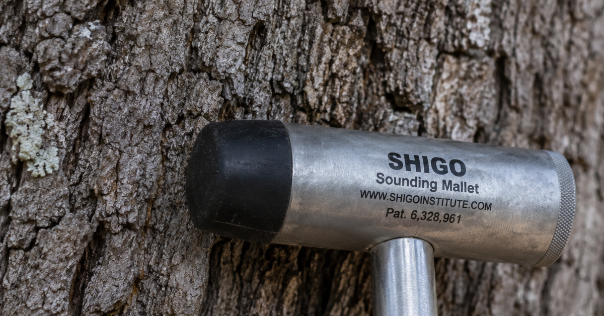 Close-up of a sounding mallet used to check for internal decay in an oak tree.