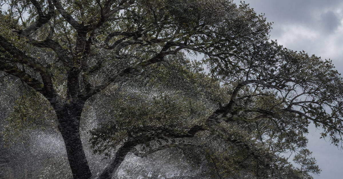 Wind‑blown salt spray hitting live oak trees along the Pensacola coastline
