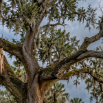 Mature tree in Pensacola, Florida showing the effects of Gulf Coast weather and storm conditions