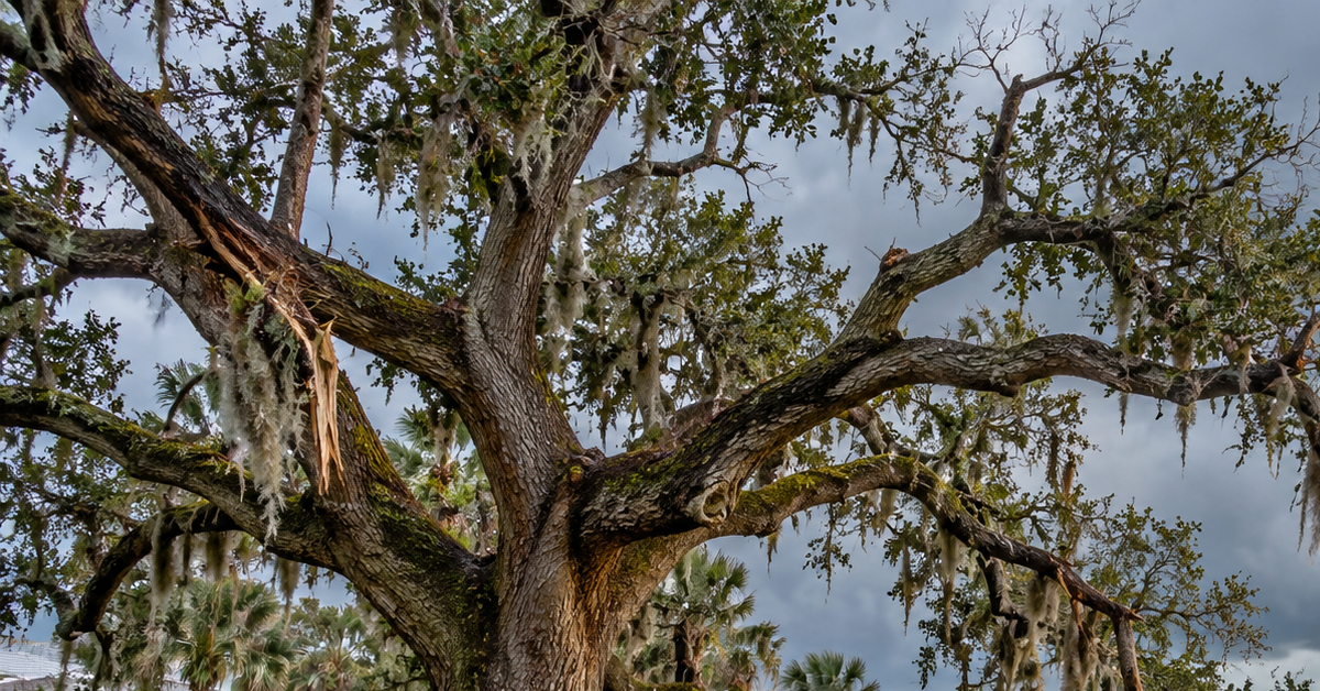 Mature tree in Pensacola, Florida showing the effects of Gulf Coast weather and storm conditions